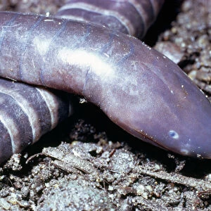 Worms Metal Print Collection: Caecilians
