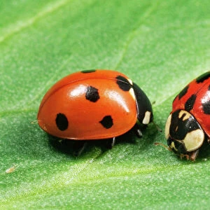 Insects Metal Print Collection: Ladybird