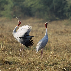 Indian Saras Crane territorial display Keoladeo National