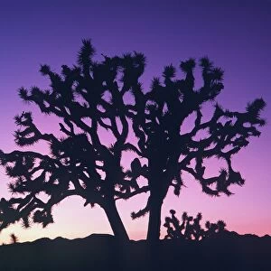 Sunset and sunrise landscapes Jigsaw Puzzle Collection: Sunset landscapes