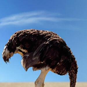 Birds Canvas Print Collection: Ostriches