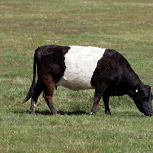 Popular Themes Photographic Print Collection: Belted Galloway