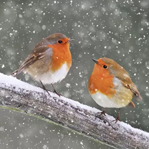 Christmas Greetings Card Collection: Robins