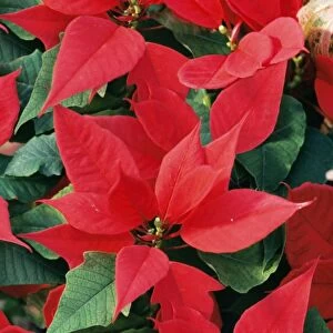 Christmas Jigsaw Puzzle Collection: Poinsettias