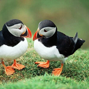 Birds Canvas Print Collection: Puffins