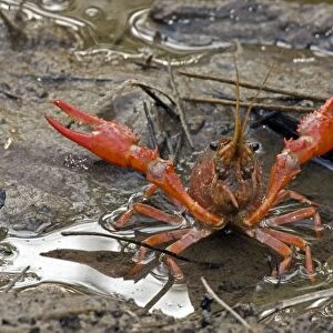 Crustaceans Canvas Print Collection: Red Swamp Crawfish