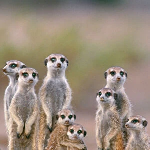 Wild Greetings Card Collection: Meerkats