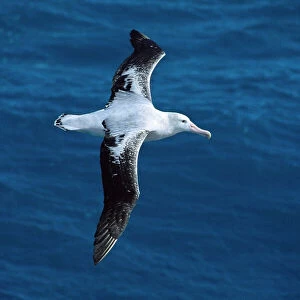 Albatrosses Collection: Wandering Albatross