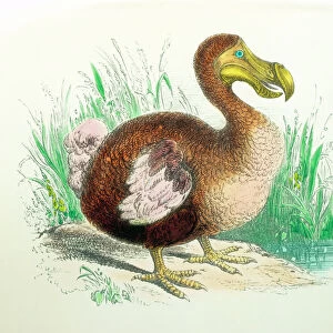 Extinct Metal Print Collection: Dodo