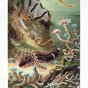 Worms Poster Print Collection: Bristle Worm