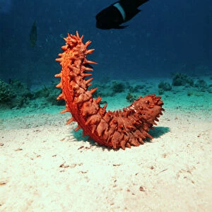 Echiniderms Metal Print Collection: Sea Cucumbers