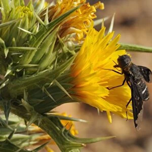Flies Jigsaw Puzzle Collection: Sonchus Fly