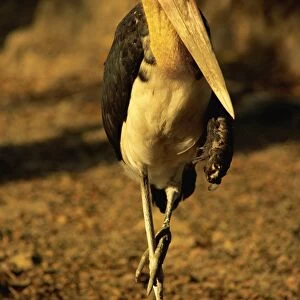 Storks Photographic Print Collection: Painted Stork
