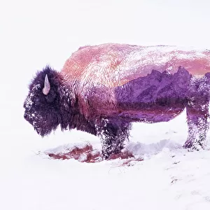 Double exposure of snow-covered Bison, Yellowstone National Park and Teton Range, Grand Teton National Park. Wyoming, United States of America