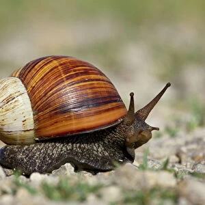 Mollusks Photo Mug Collection: Land Snails