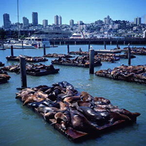 Mammals Tote Bag Collection: California Sea Lion