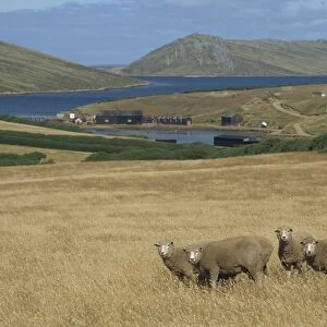 Falkland Islands Metal Print Collection: Port Howard