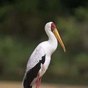 Storks Canvas Print Collection: Yellow Billed Stork