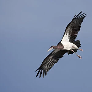 Storks Fine Art Print Collection: Abdims Stork