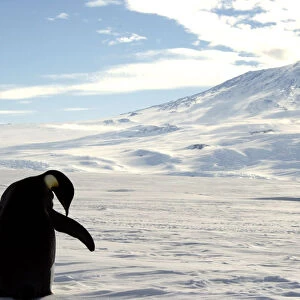 Reuters Framed Print Collection: Antartica