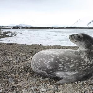 Reuters Photographic Print Collection: Antarctica