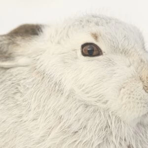 Mammals Metal Print Collection: Arctic Hare