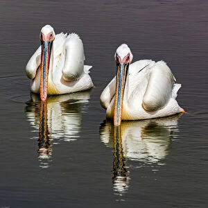 Awe-Inspiring Bird Prints: Pelicans
