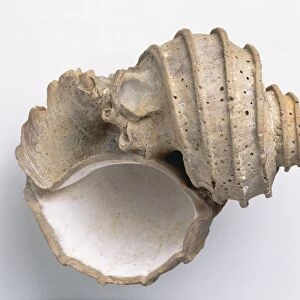 Mollusks Photo Mug Collection: Ecphora