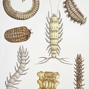 Insects Metal Print Collection: Symphyla