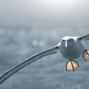 Albatrosses Collection: Northern Royal Albatross