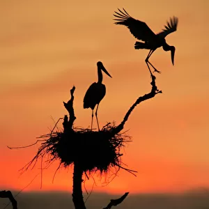 Storks Photographic Print Collection: Jabiru