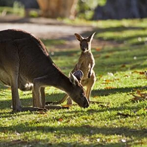 Western Australia (WA) Greetings Card Collection: Animals