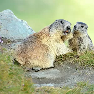 Nature & Wildlife Cushion Collection: Groundhogs (Marmota monax)