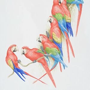 Nature & Wildlife Cushion Collection: Beautiful Bird Species