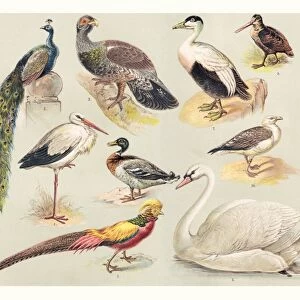 Storks Framed Print Collection: Marabou Stork