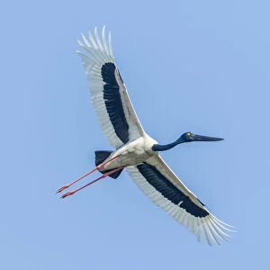 Storks Greetings Card Collection: Black Necked Stork