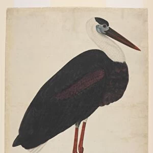Storks Greetings Card Collection: Woolly Necked Stork