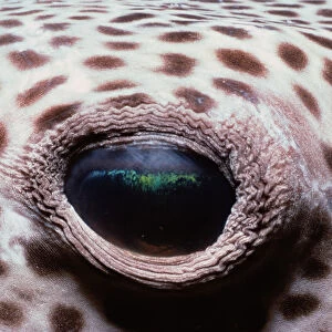 Nature & Wildlife Cushion Collection: Jeff Rotman Underwater Photography