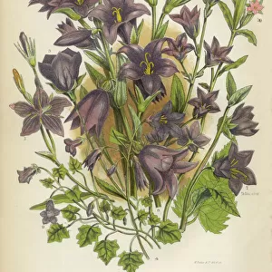Botanical Illustrations Metal Print Collection: The Flowering Plants and Ferns of Great Britain