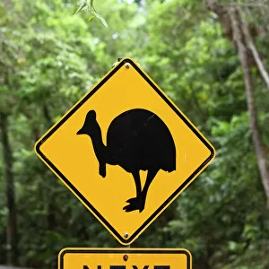 Birds Greetings Card Collection: Cassowaries