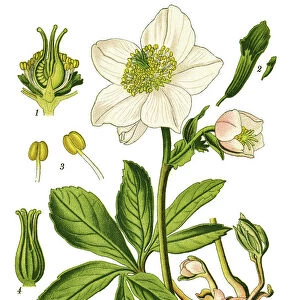 Botanical Illustrations Fine Art Print Collection: Medicinal and Herbal Plant Illustrations