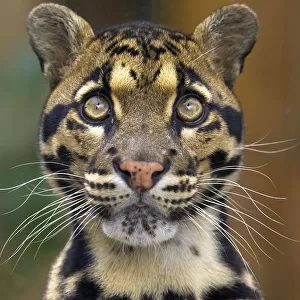 Nature & Wildlife Canvas Print Collection: Clouded Leopard