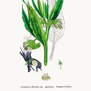 Botanical Illustrations Fine Art Print Collection: English Botany, or Coloured figures of British Plants