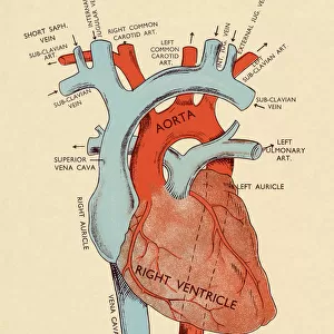 Science Inspired Art Fine Art Print Collection: The Human Heart