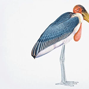 Storks Cushion Collection: White Stork