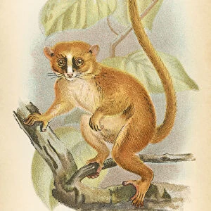 The Magical World of Illustration Canvas Print Collection: Primates by Henry O. Forbes - London 1894