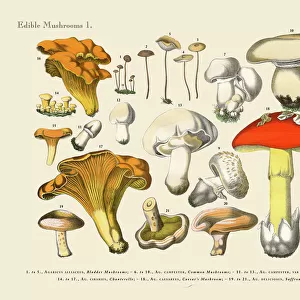 Botanical Illustrations Fine Art Print Collection: Edible Mushrooms, Victorian Botanical Illustration