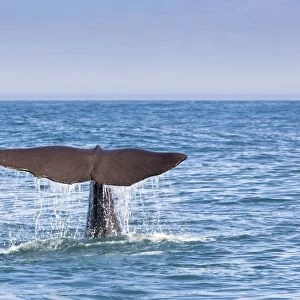 Nature & Wildlife Fine Art Print Collection: Sperm Whales