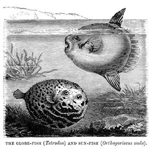 Nature & Wildlife Canvas Print Collection: Pufferfish (Tetraodontidae)