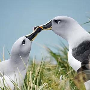 Albatrosses Collection: Grey Headed Albatross